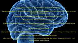 Interesni fakti koi ne ste gi znaele za mozokot