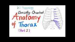 Clinically-Oriented Anatomy of the Thorax (Part 2)