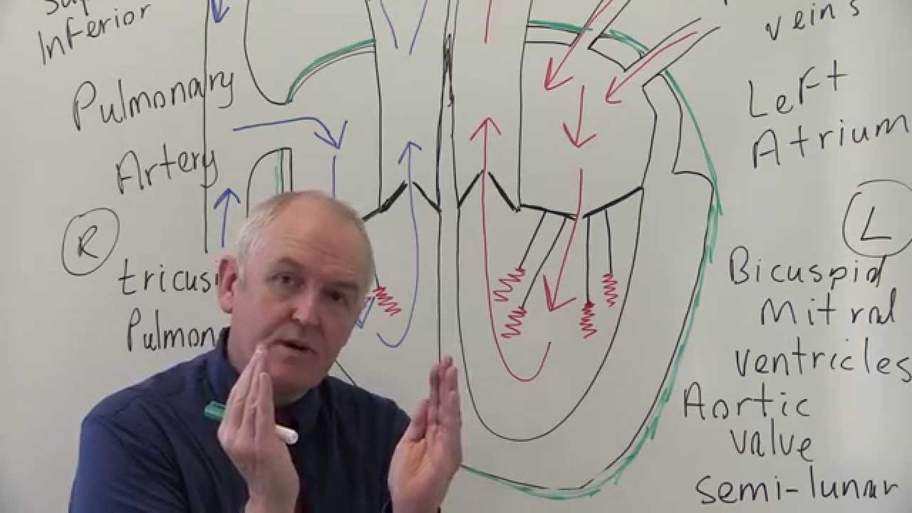 Cardiovascular System 1, Heart, Structure and Function