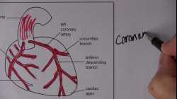 Cardiovascular System 2, Blood circulation with MCQs