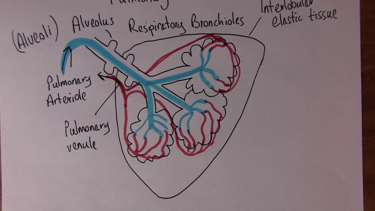 Cardiovascular System 6, Pulmonary microcirculation and gaseous exchange