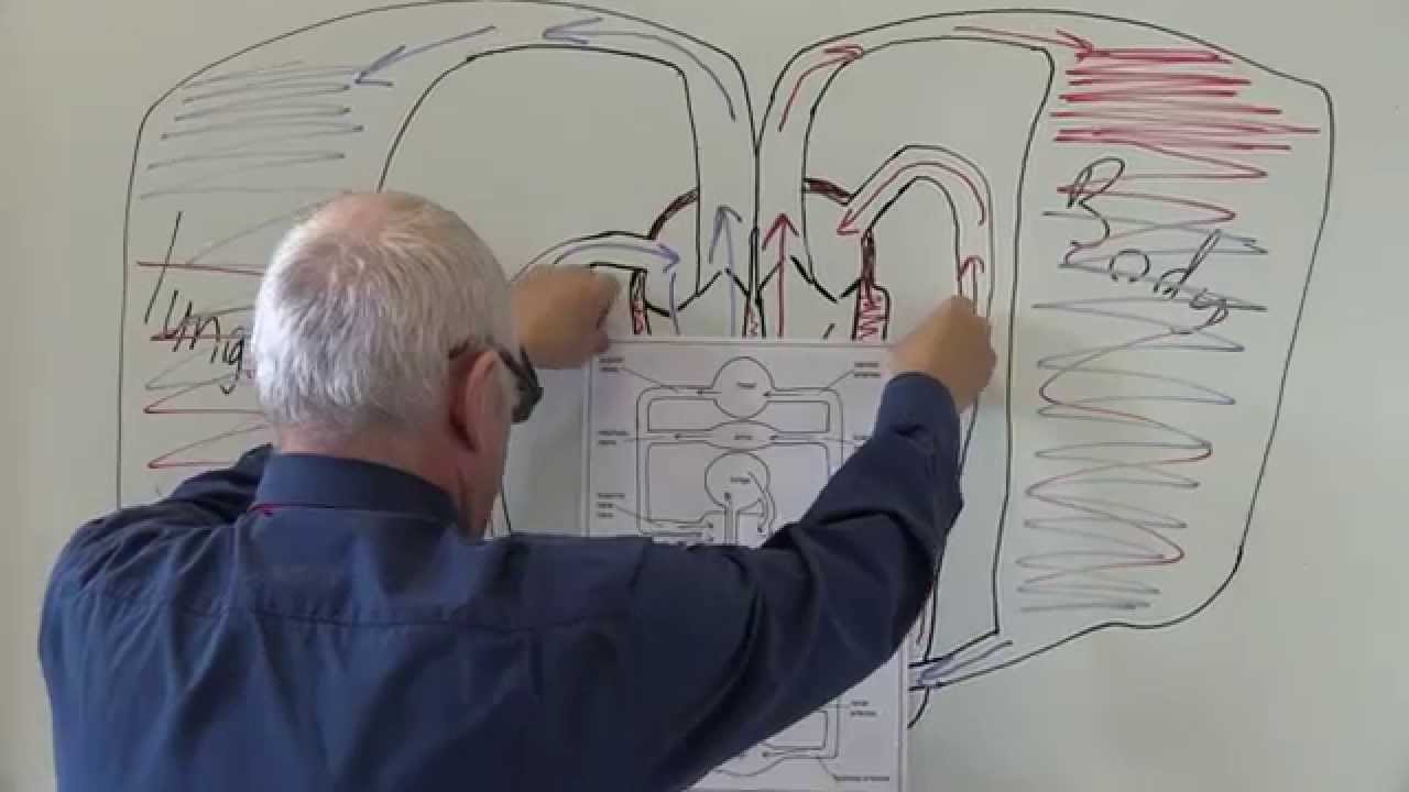 Cardiovascular System 7, Circulation of the blood