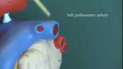 Cardiovascular System 10, Heart and associated blood vessels