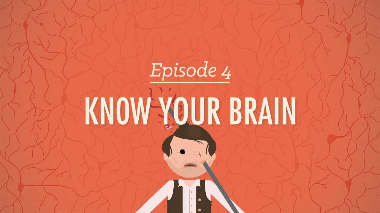 Meet Your Master - Getting to Know Your Brain: Crash Course Psychology #4