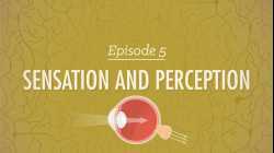 Sensation and Perception: Crash Course Psychology #5