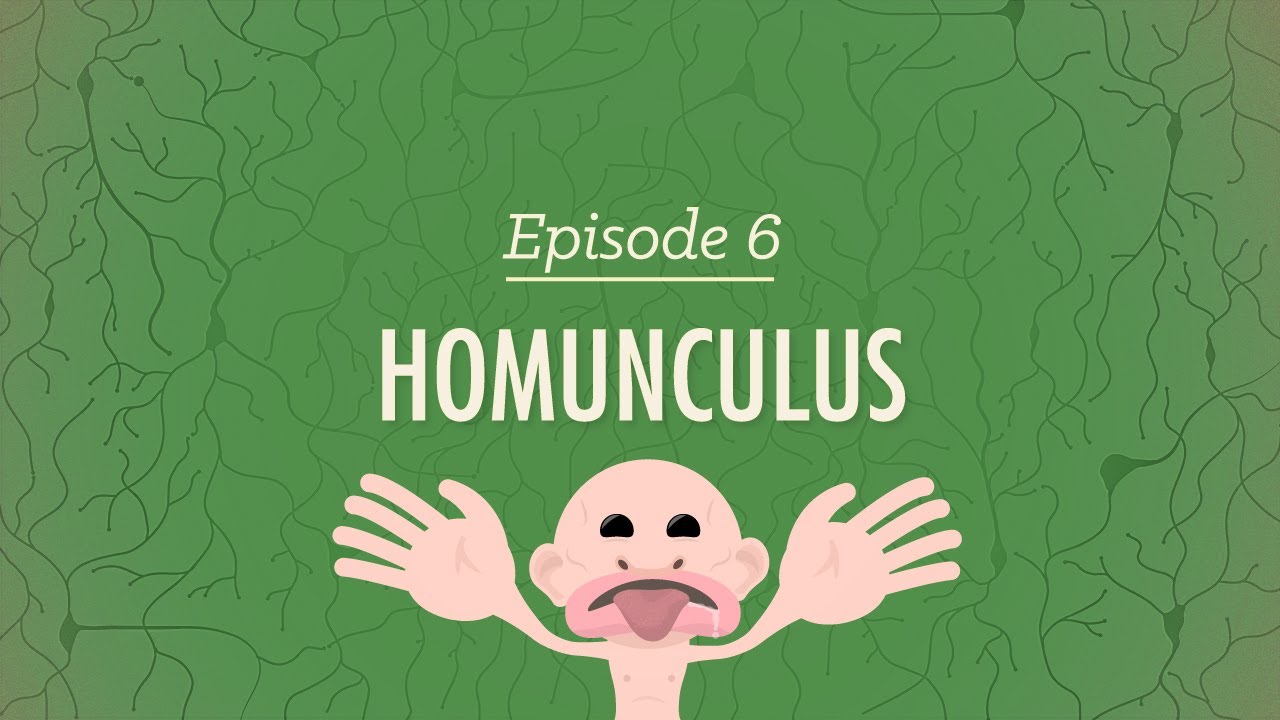 Homunculus: Crash Course Psychology #6