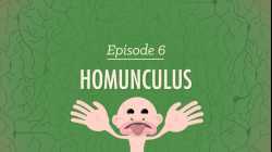 Homunculus: Crash Course Psychology #6