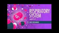 Respiratory System, Part 2: Crash Course A&P #32
