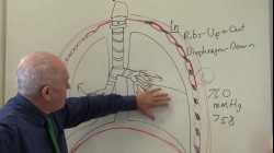Respiratory System 2, Breathing and ventilation