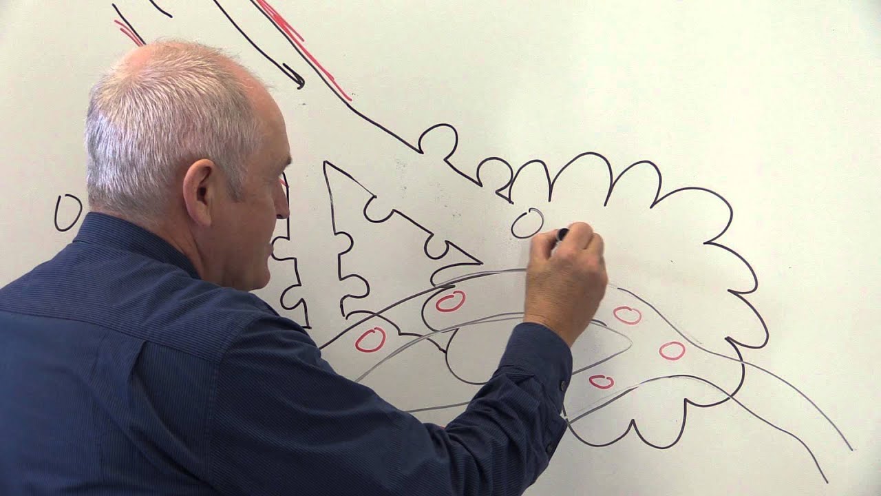 Respiratory System 4, Alveoli and gaseous exchange