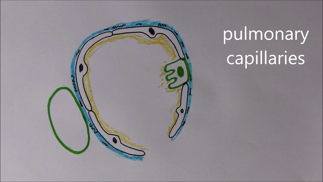 Respiratory System 6, Alveoli and respiratory membranes