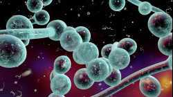 KANDIDA U CREVIMA simptomi testiranje ishrana i lečenje