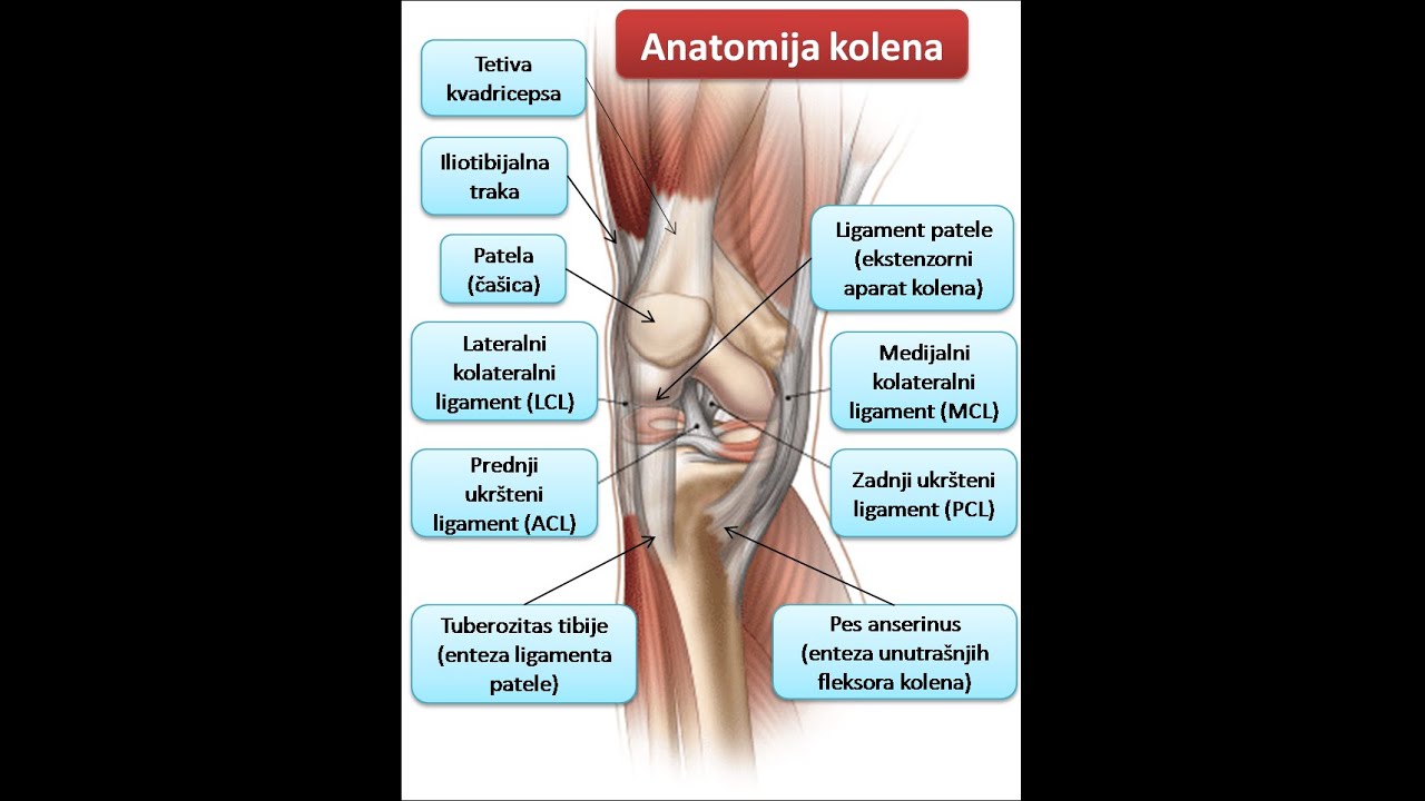 Koleno je naj opterećeniji zglob. Etiologija, anatomija, patologija i terapija.