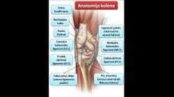 Koleno je naj opterećeniji zglob. Etiologija, anatomija, patologija i terapija.