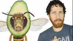 Avocados Aren't Vegan Now?