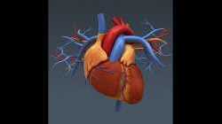 Anatomy and Physiology of The Heart
