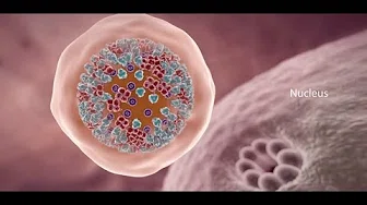 COVID-19 Animation: What Happens If You Get Coronavirus?