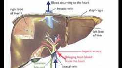Patofiziologija predavanje - prof.Sikic - Jetra