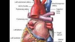Patofiziologija predavanje - prof.Sikic - Srce.3gp