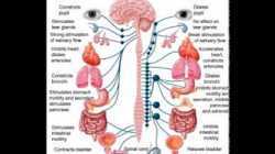 Patofiziologija predavanje - prof.Sikic - CNS.3gp