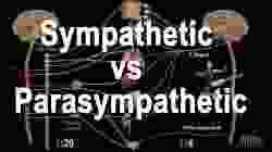 Autonomic Nervous System: Sympathetic vs Parasympathetic, Animation