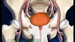 Human Urinary System || 3D animation || Biology