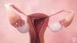 Female fertility animation