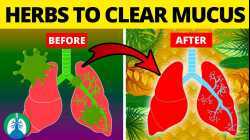 5 Herbs for Lung Health, Clearing Mucus, COPD, and Killing Viruses